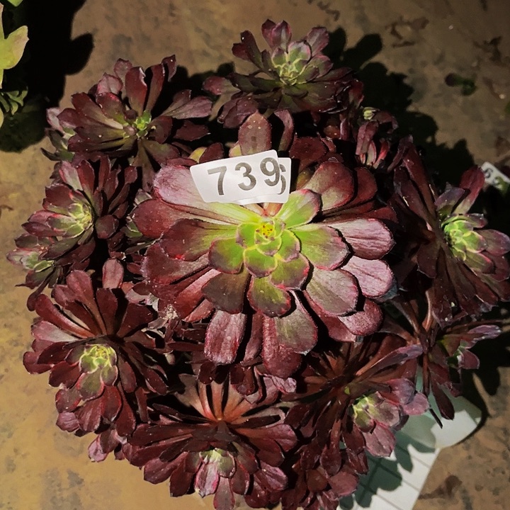 739黑金刚多肉植物处理不售后