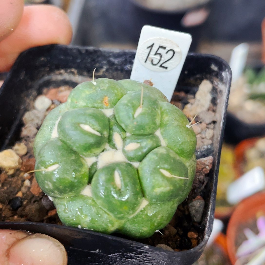 无刺象牙非偏远地区满25包邮仙人球