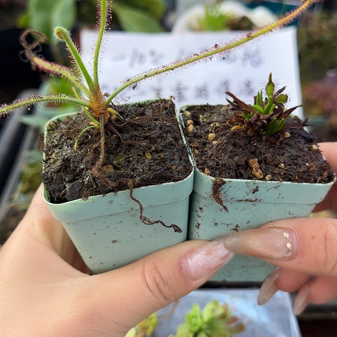 祖***无花朵螺旋和墨菲特