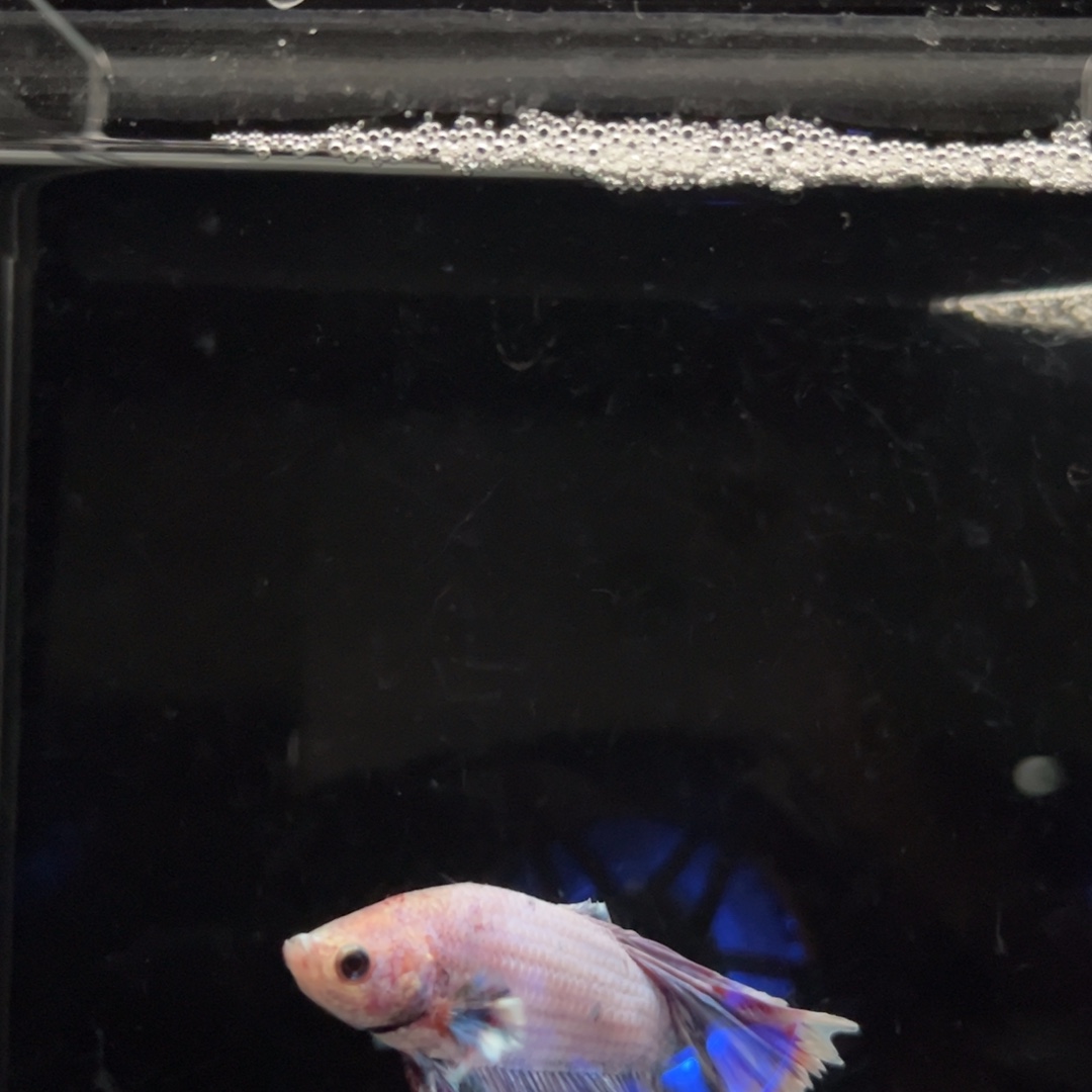 斗鱼10号，10号，10号