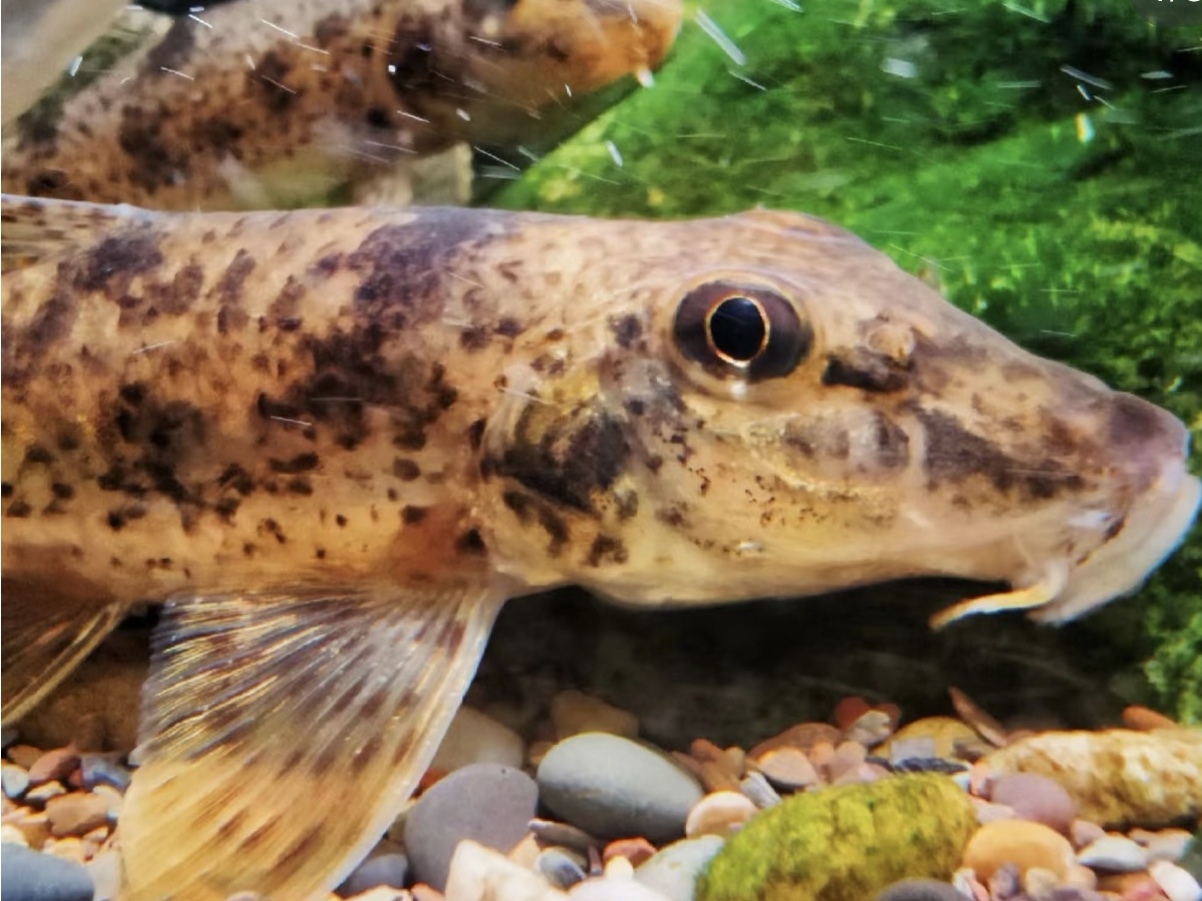 棒花似鮈鱼翻砂鱼冷水原生态除藻工具清缸冷水底清洁鱼