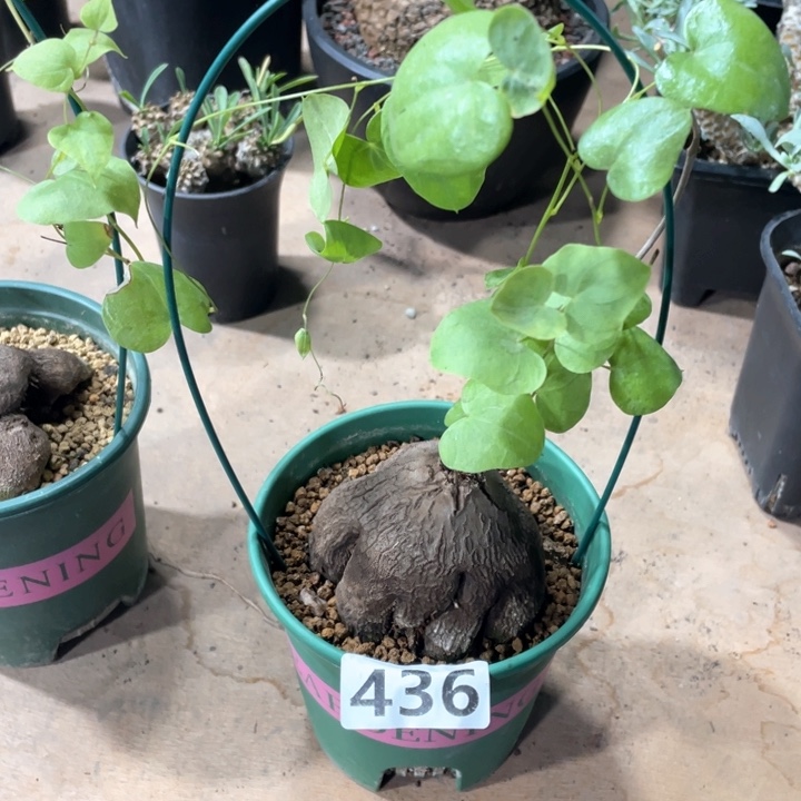 436象足龟甲龙块根