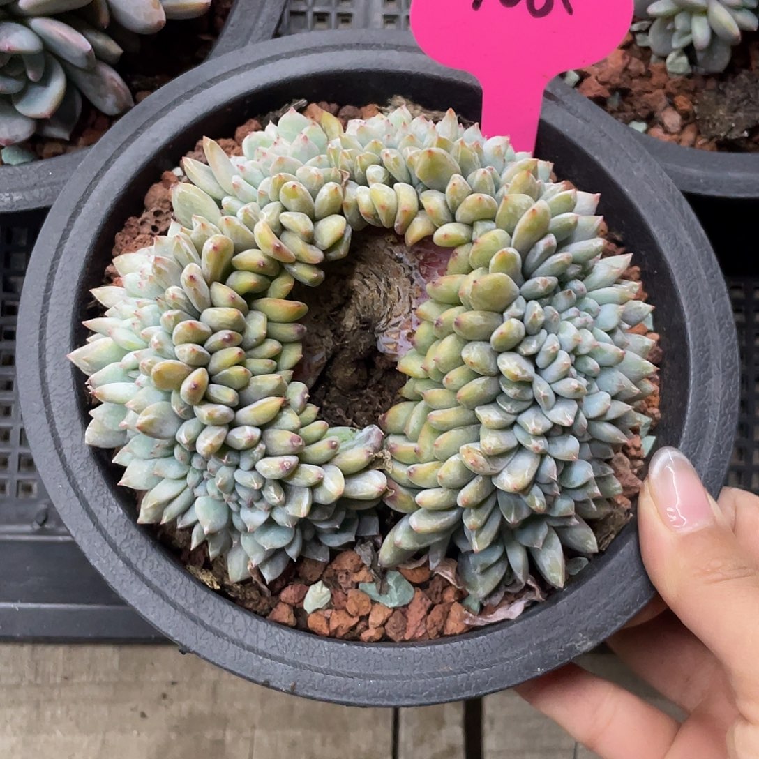 实生星影缀化，花环型