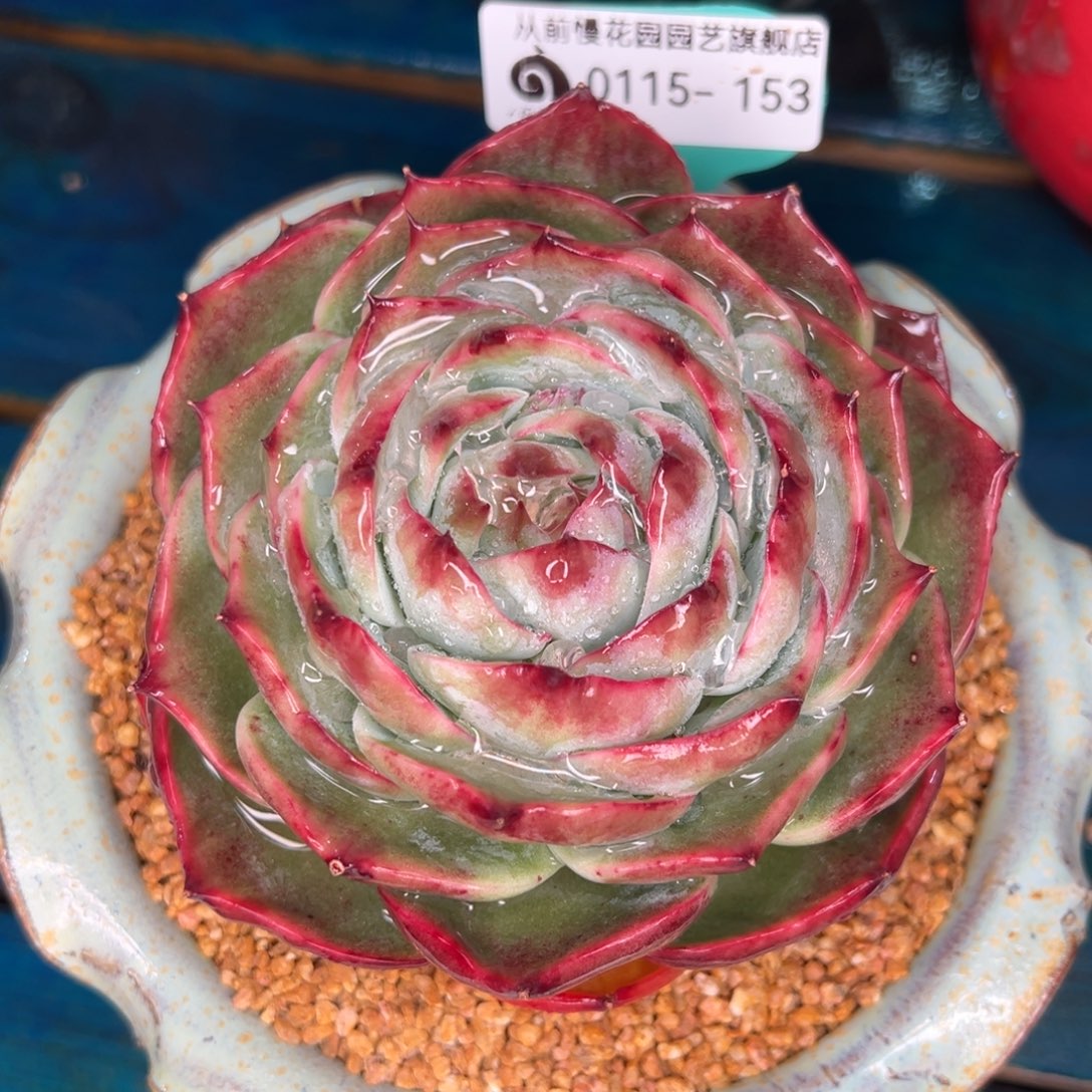 从前慢多肉精选编号0115.153