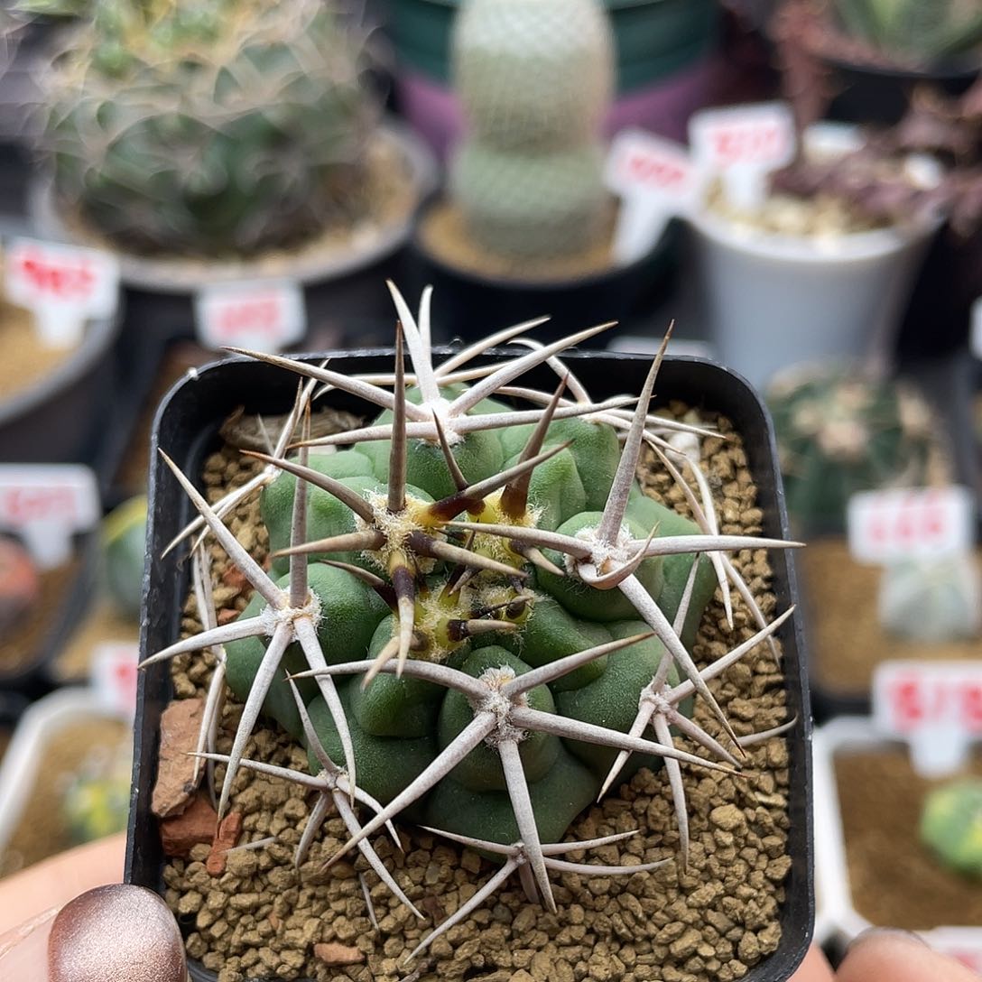 实生五十铃碧岩玉仙人球