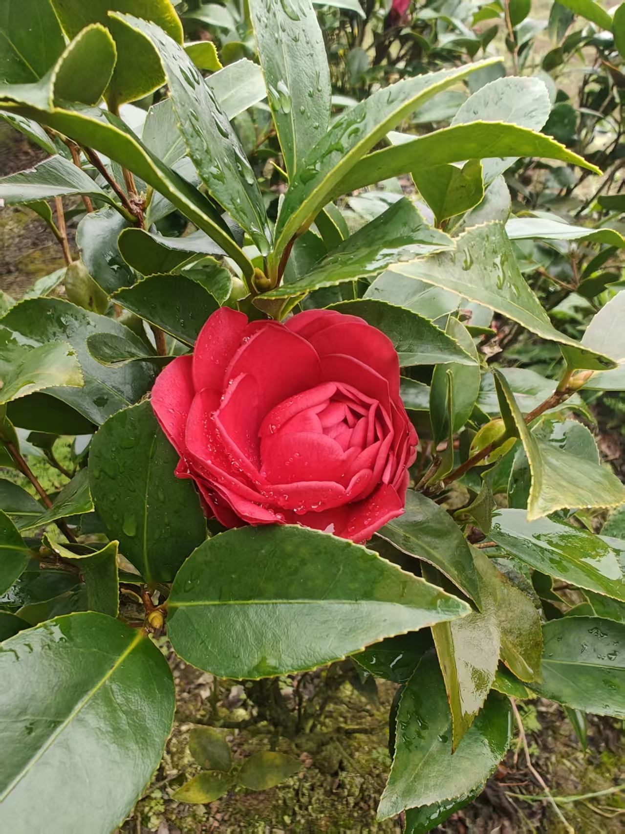 小苗山茶花盆栽茶花适合庭院阳台种植