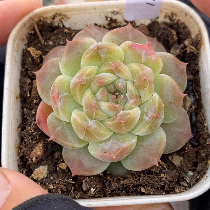 1203-543'糯心魄多肉