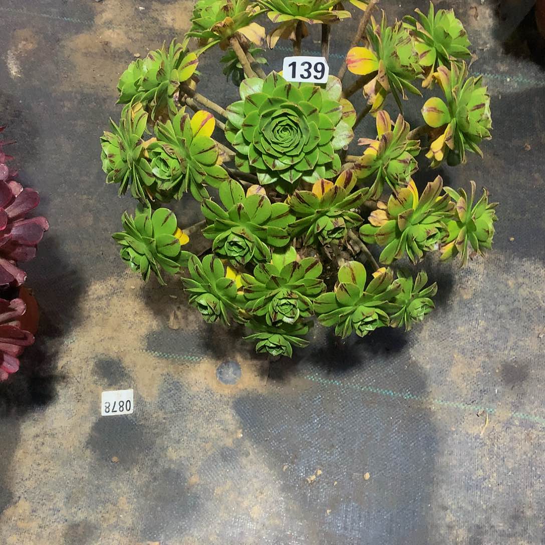 琪**卉139花58888888