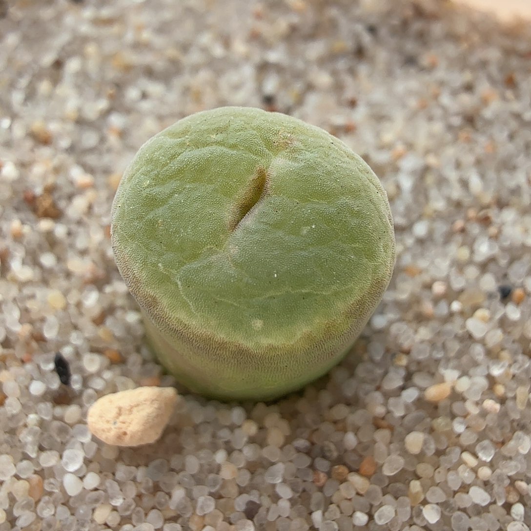 2.16.96/安格尼斯之眼/多肉植物