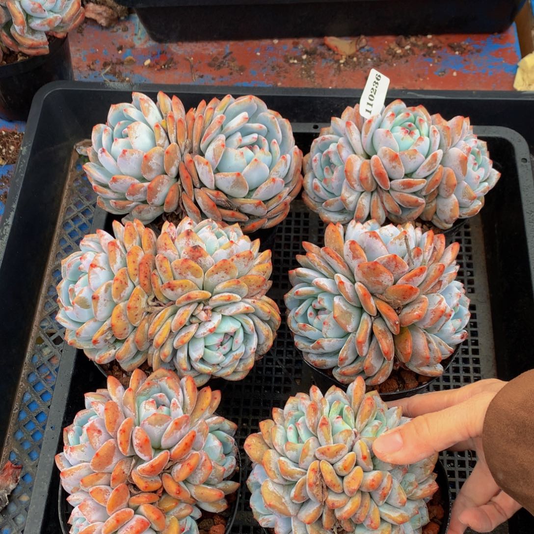 110236六个嗯嗯嗯嗯嗯嗯好喜欢