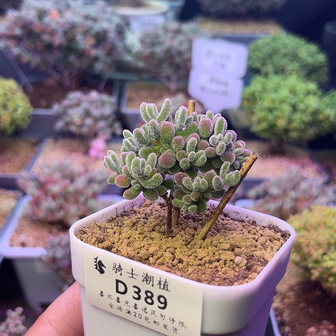 末***落389优选冰晶枝干番杏