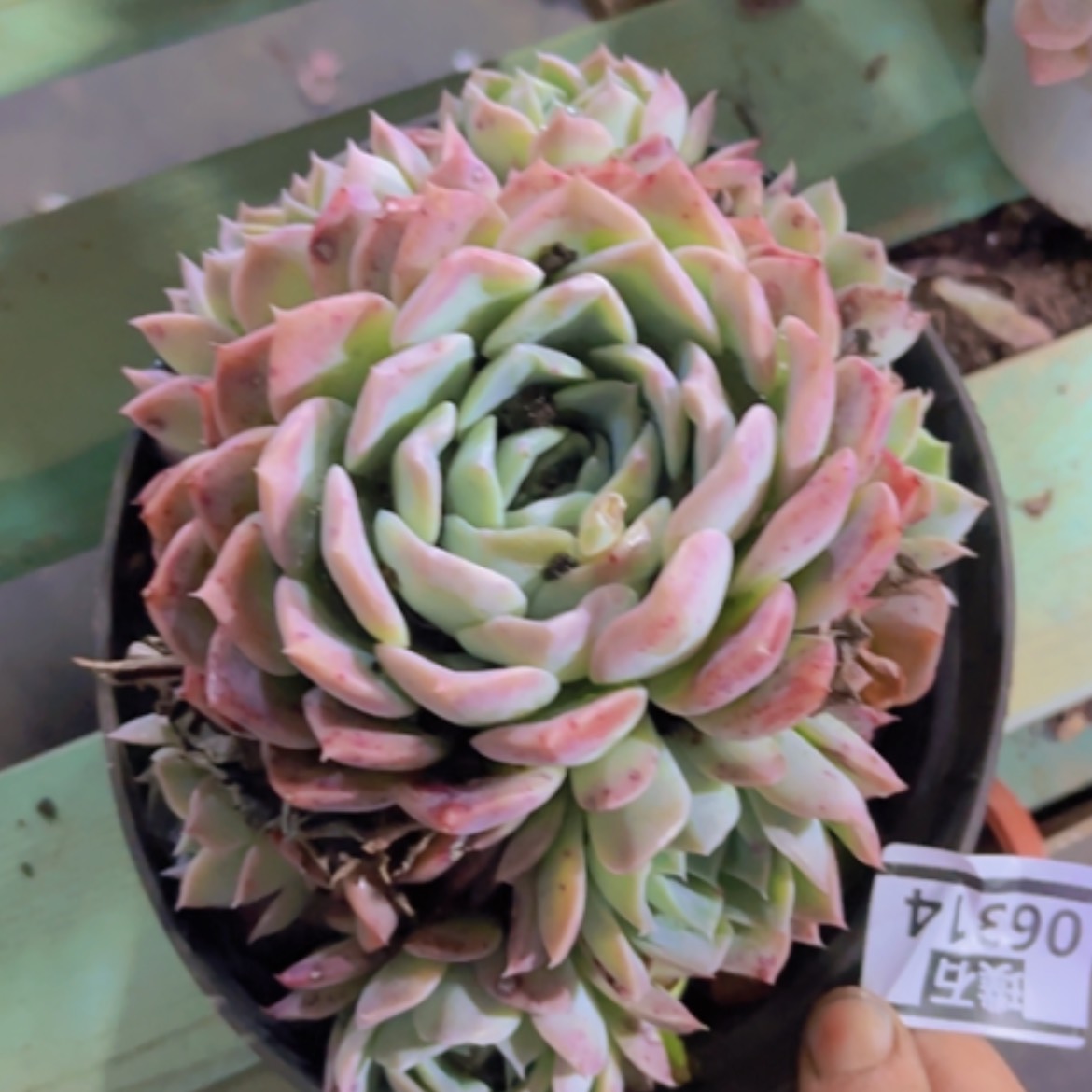 【闪购商品】月影杂06314