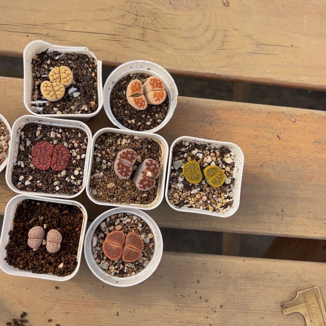 小***益53多肉植物百科植物