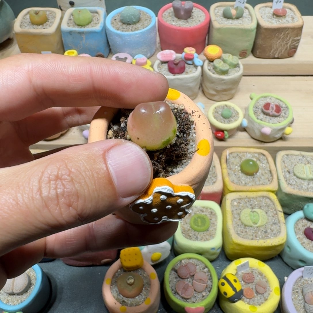 红陶生***王蘑菇1180拉登