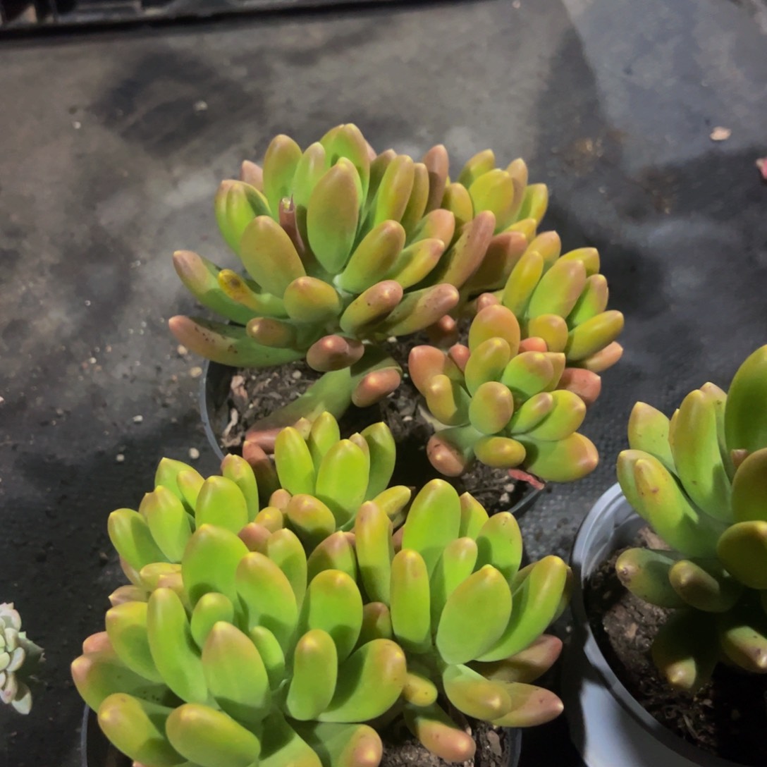 金禅四头多肉植物