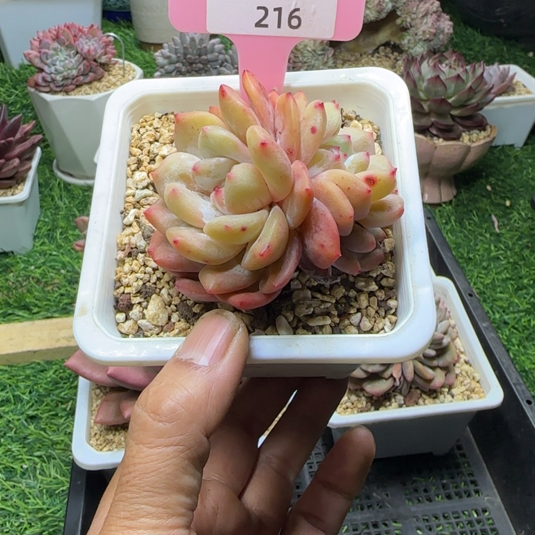 锦安多肉精品植物216