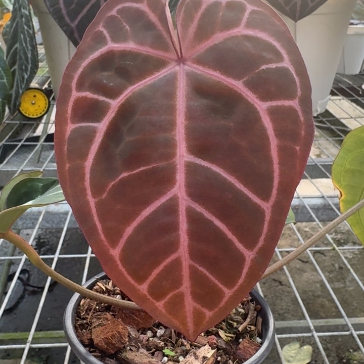 完全开放4号skg红