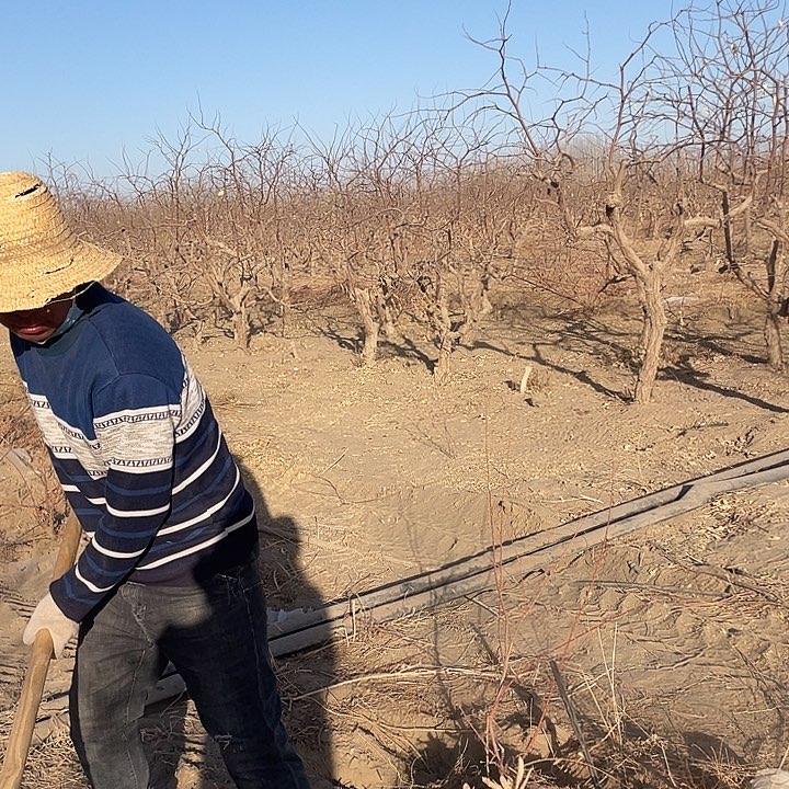 红柳树下肉苁蓉鲜食1公斤
