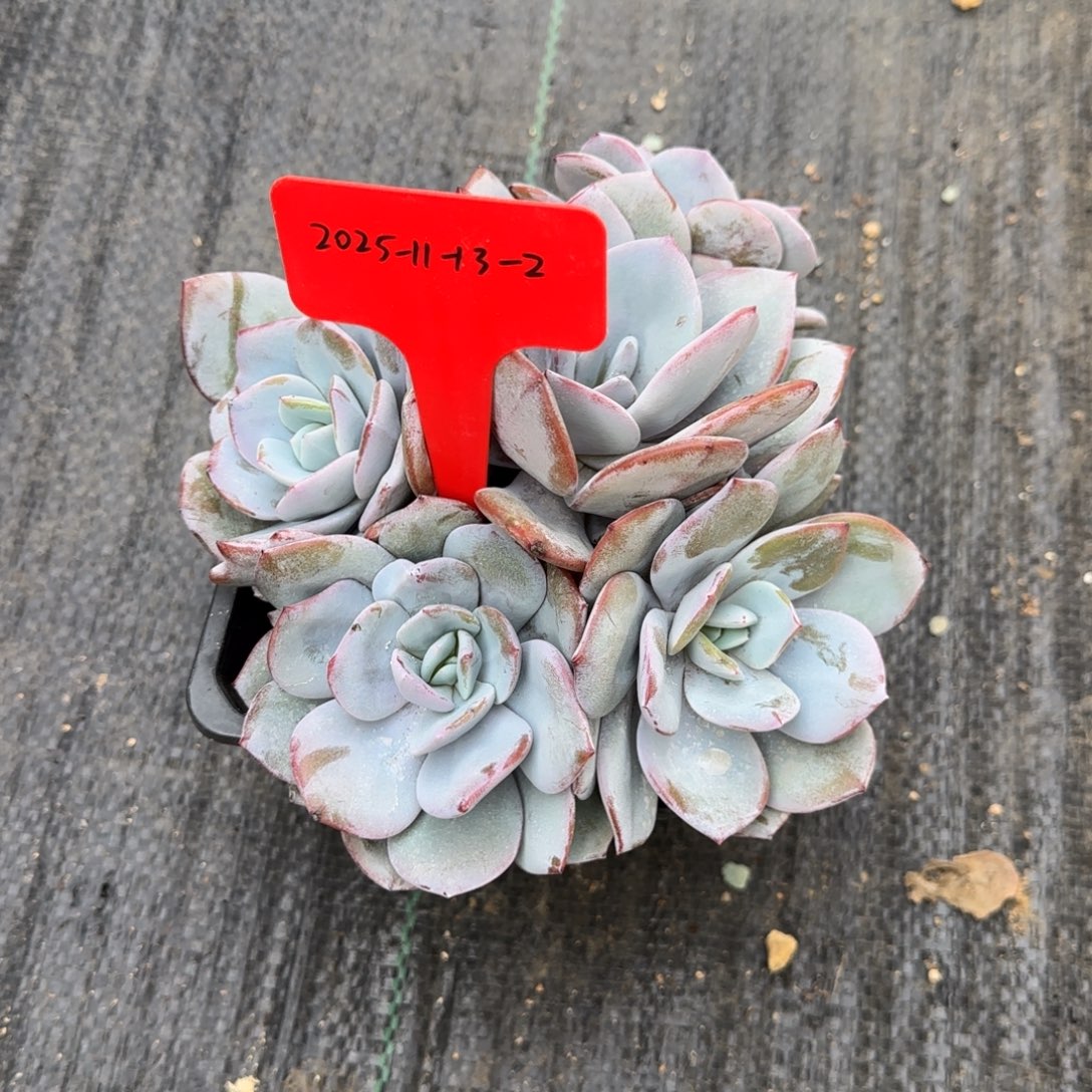 一物一拍奶茶群13-2