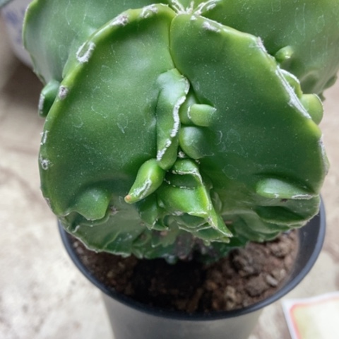 核桃仙人球25米仙人球