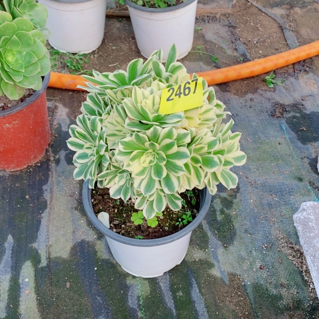 迈巴赫多肉法师丛林2467