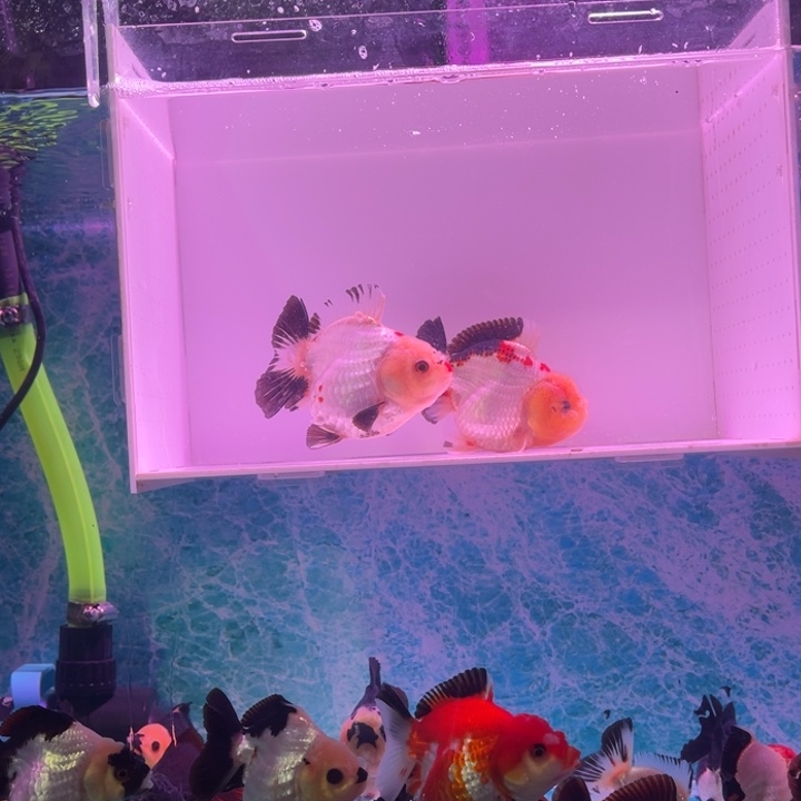 金鱼玛丽金鱼链接