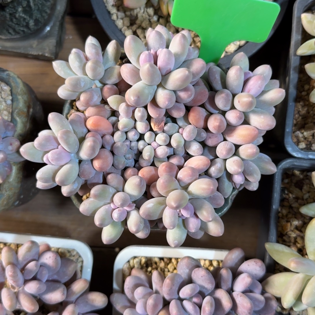 汤圆555555555555555