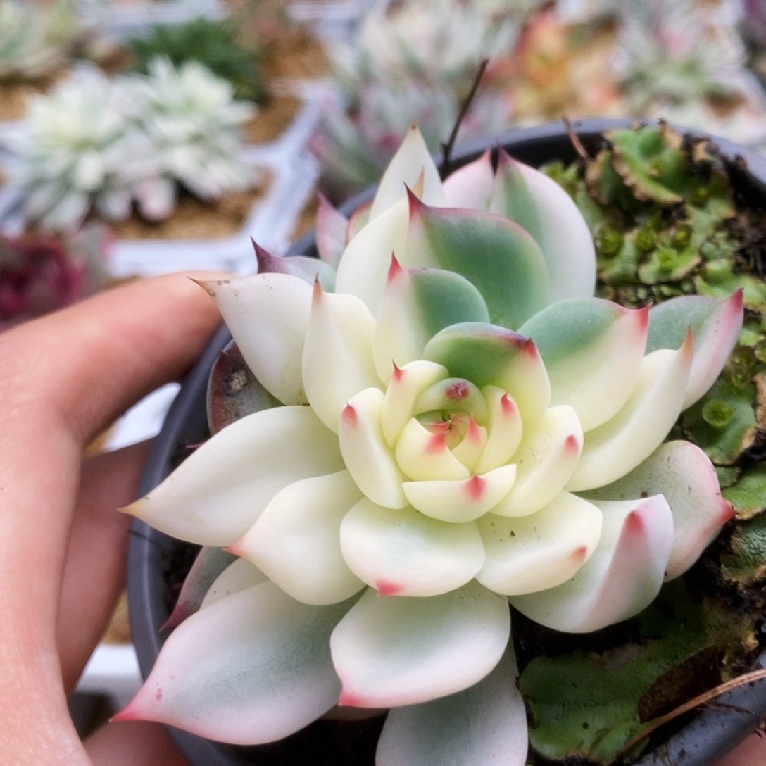 147锦锦锦锦锦锦锦锦锦锦