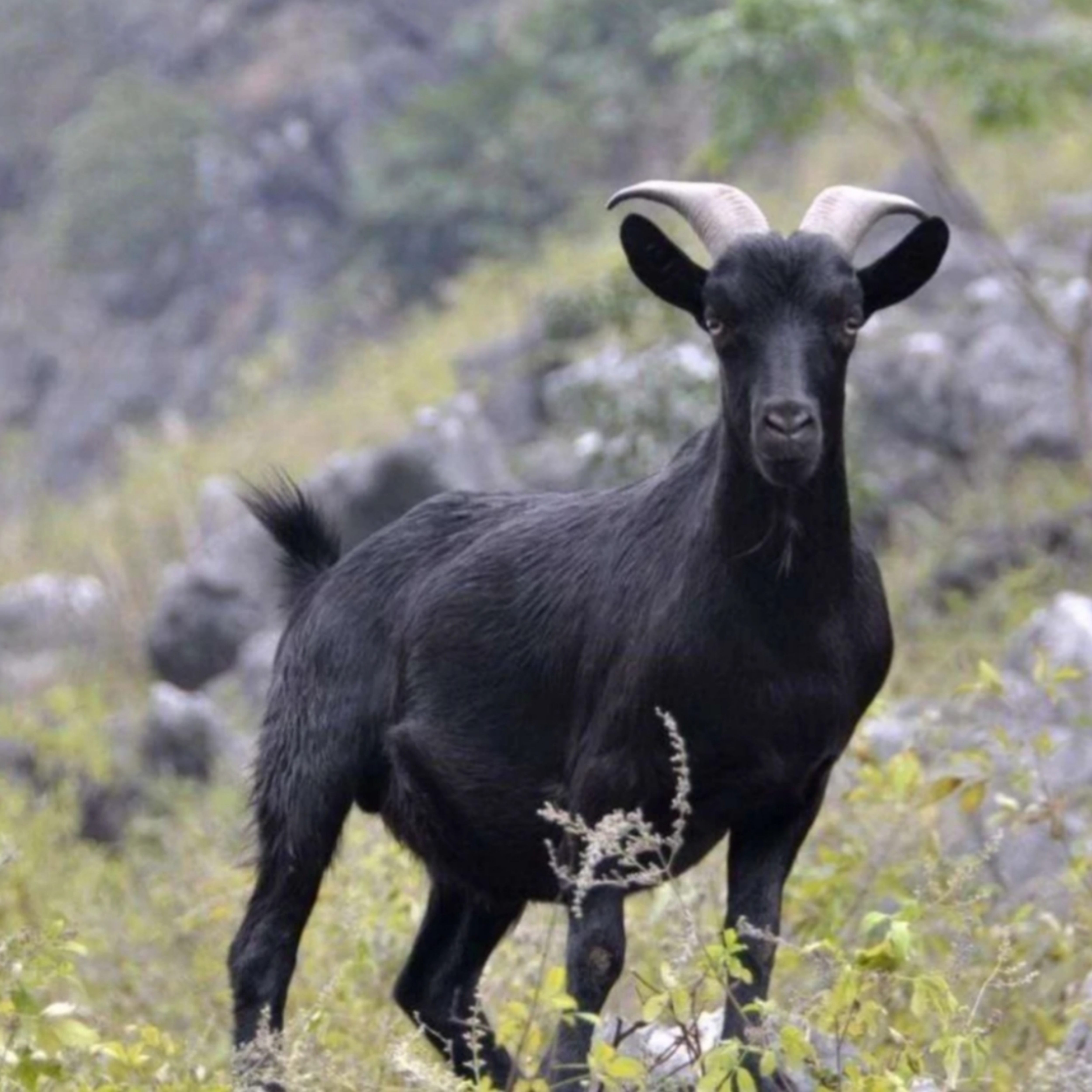 【黑羊内脏链接】农家散养