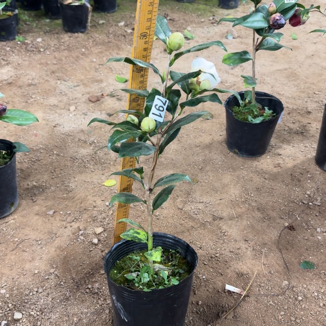 少量花朵（建议范围：2朵-5朵 或40%以下）791黄绣球