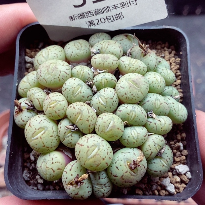 我是一只小小鸟地域鬼的319