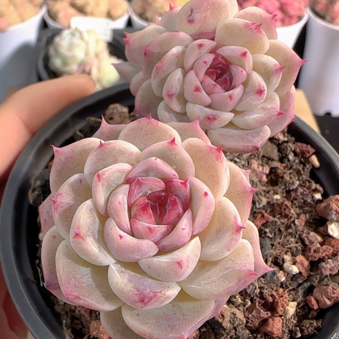 多肉1226-218天鹅绒