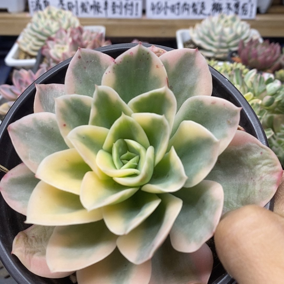 26117 星纳塔覆轮锦
