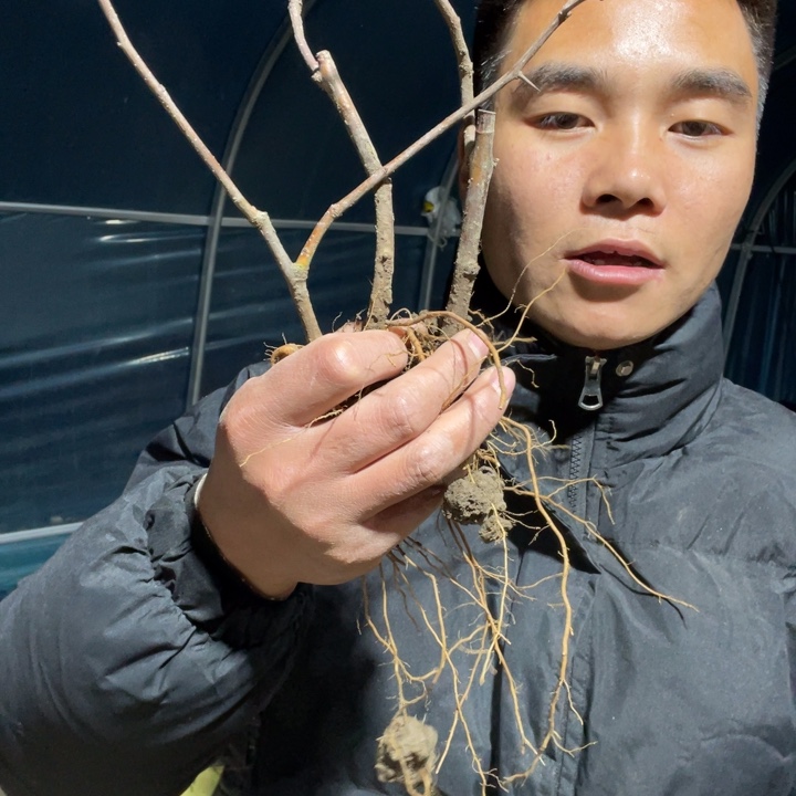东洋锦海棠花一颗苗