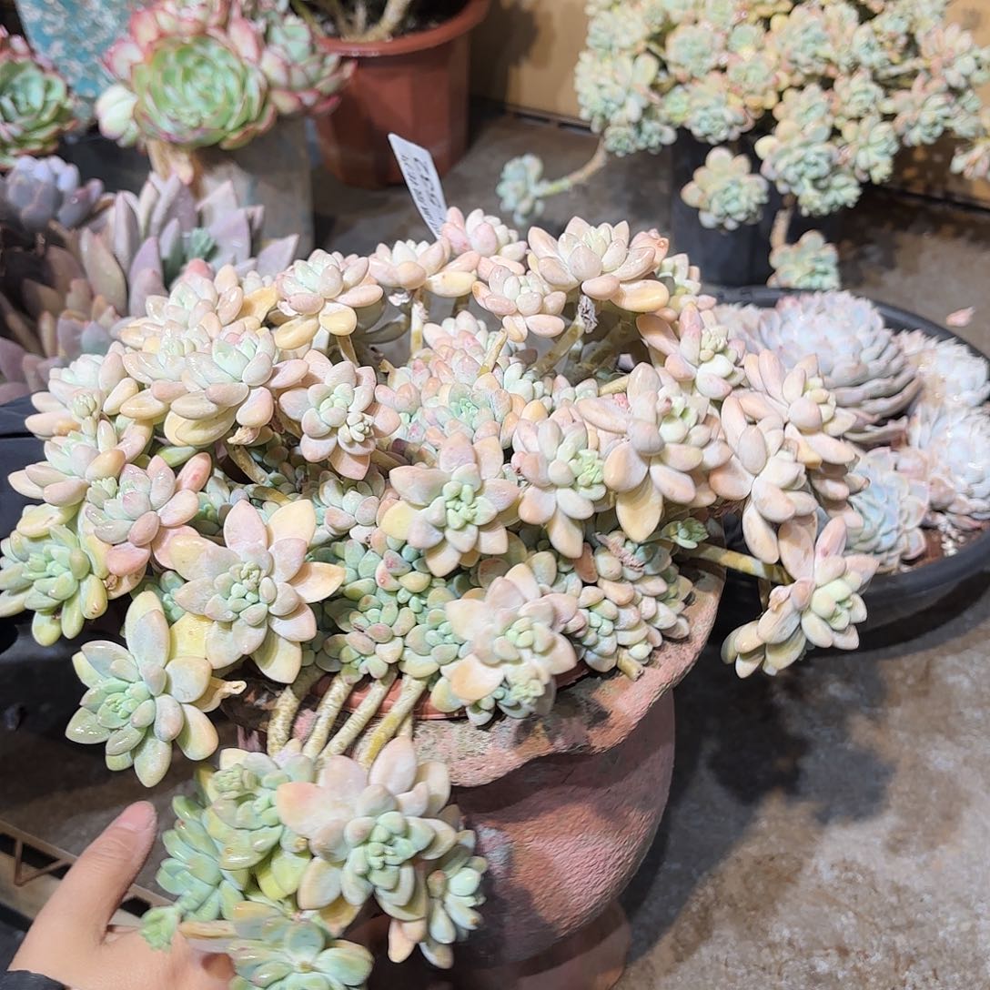 532奶酪蛋糕同温层花卉