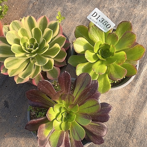 1350法师多肉3颗