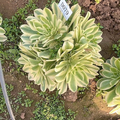 79迈巴赫多肉法师锦