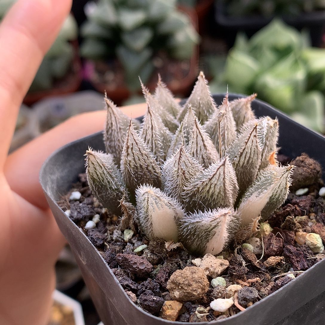 绘卷锦带盆土发货tzw