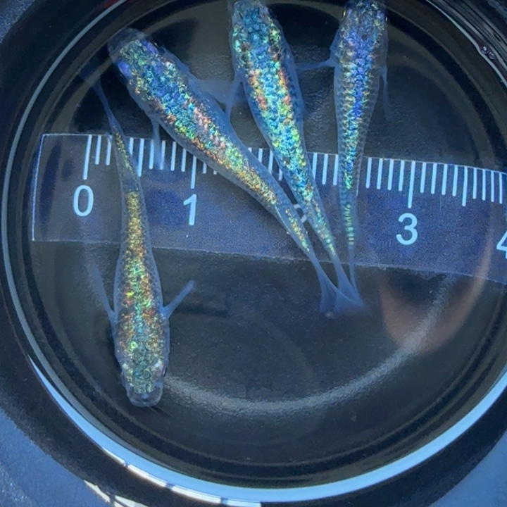 青鳉鱼海王星70号