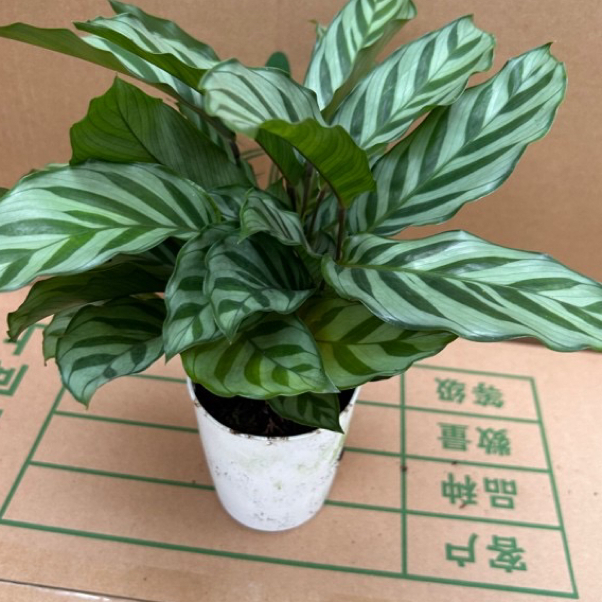 福利款翠叶茱萸无售后