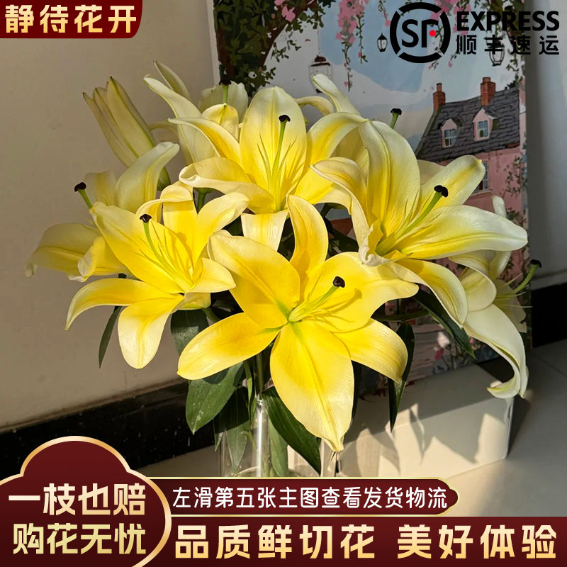 【静待花开】黄天霸-S级浓香百合 云南鲜花斗南花卉顺丰包邮高品质