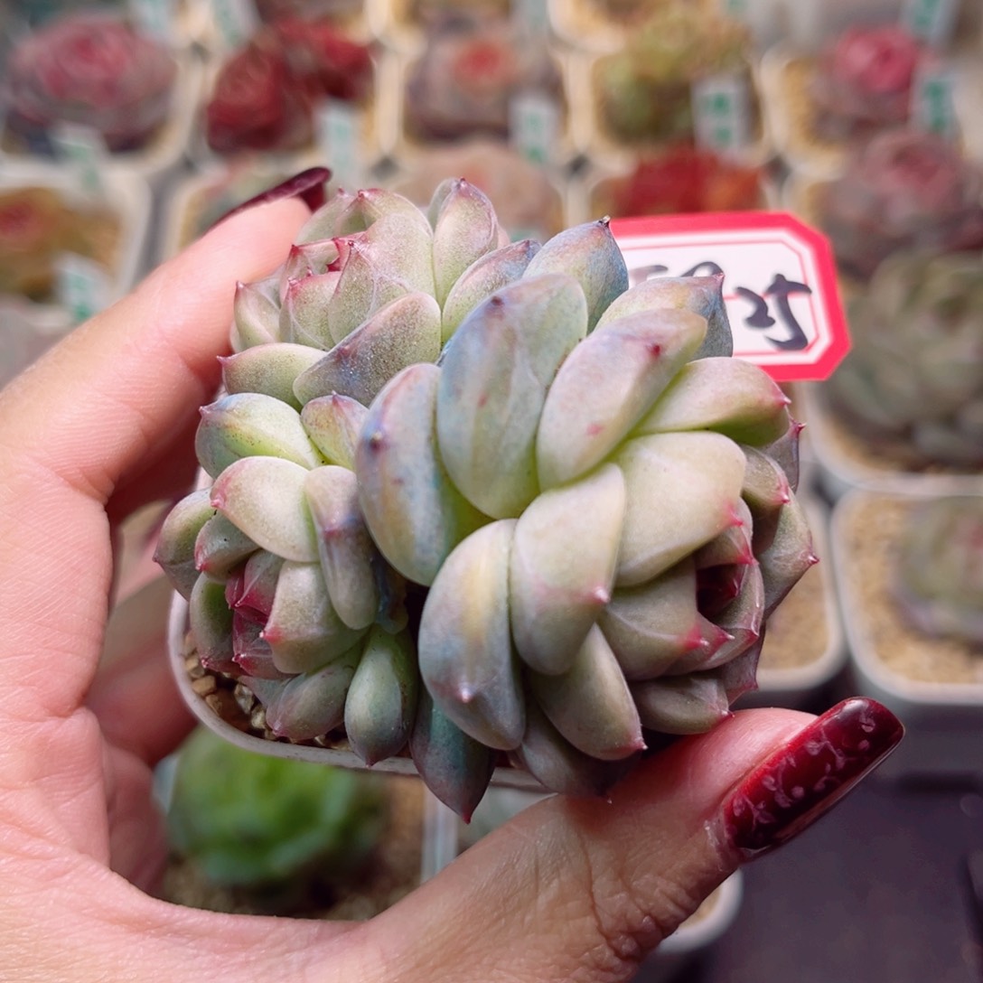 F925一物一拍 银河