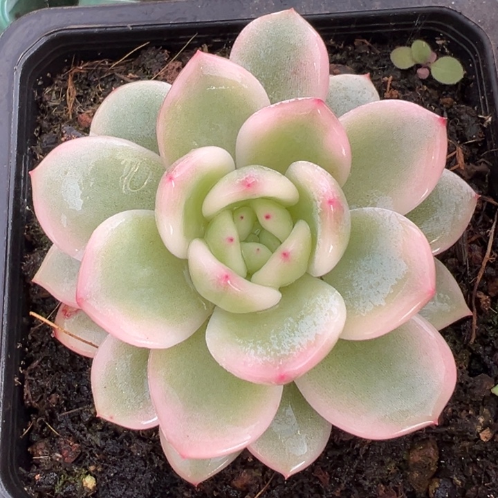 梦露锦一物一拍锦龙