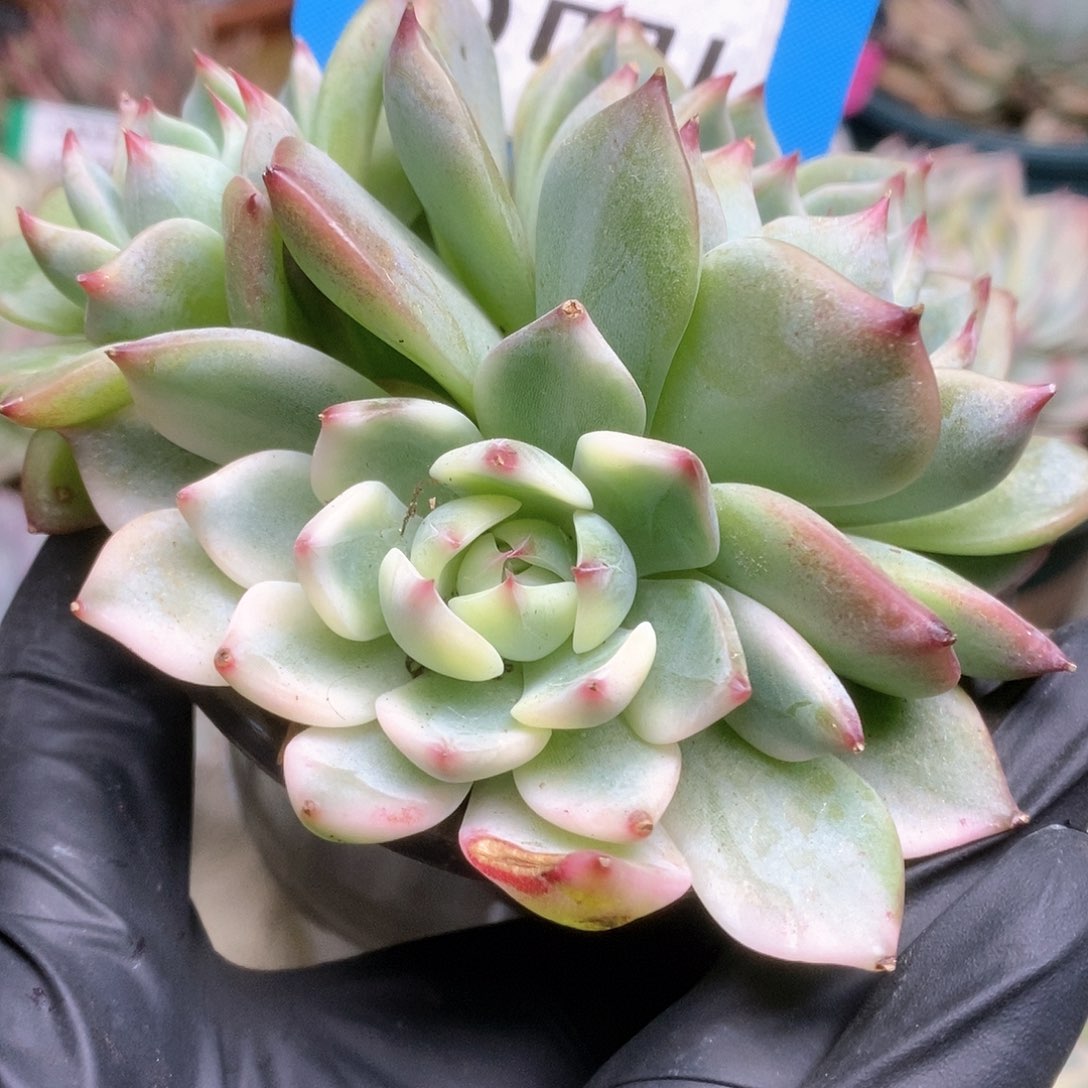 091锦锦锦锦锦锦