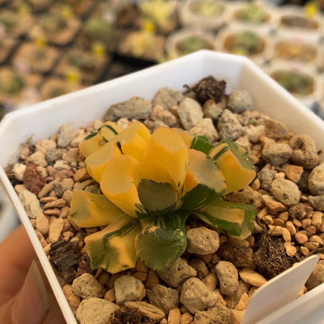 577号空门万象锦带盆