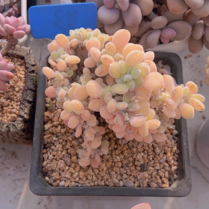 健健康康平平安安