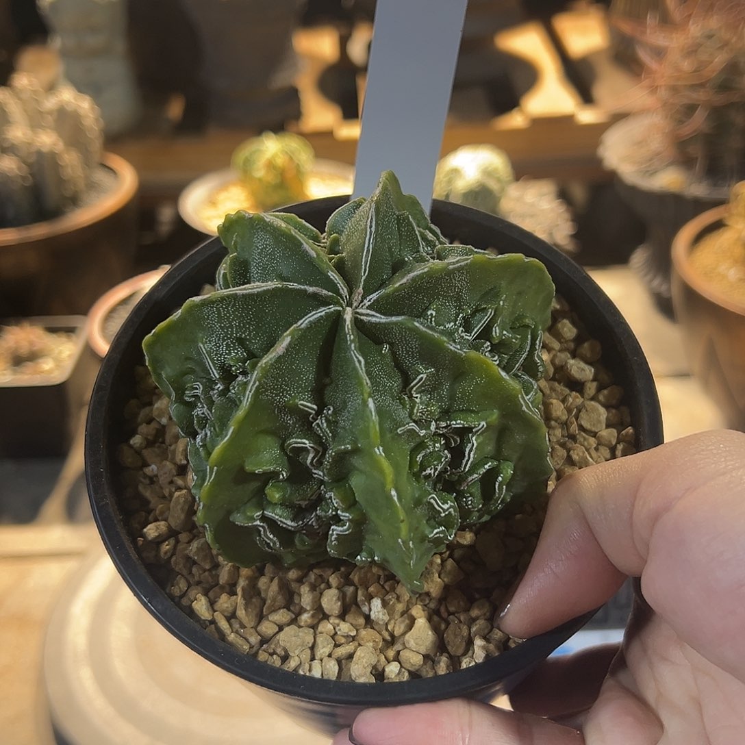 S***维实生根黄体美文核桃鸾凤玉