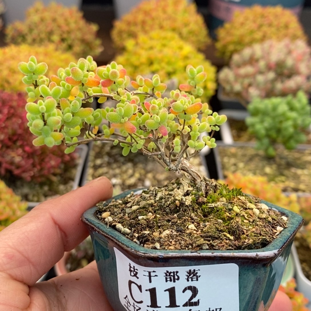 大****112蜜橘糖球 。       