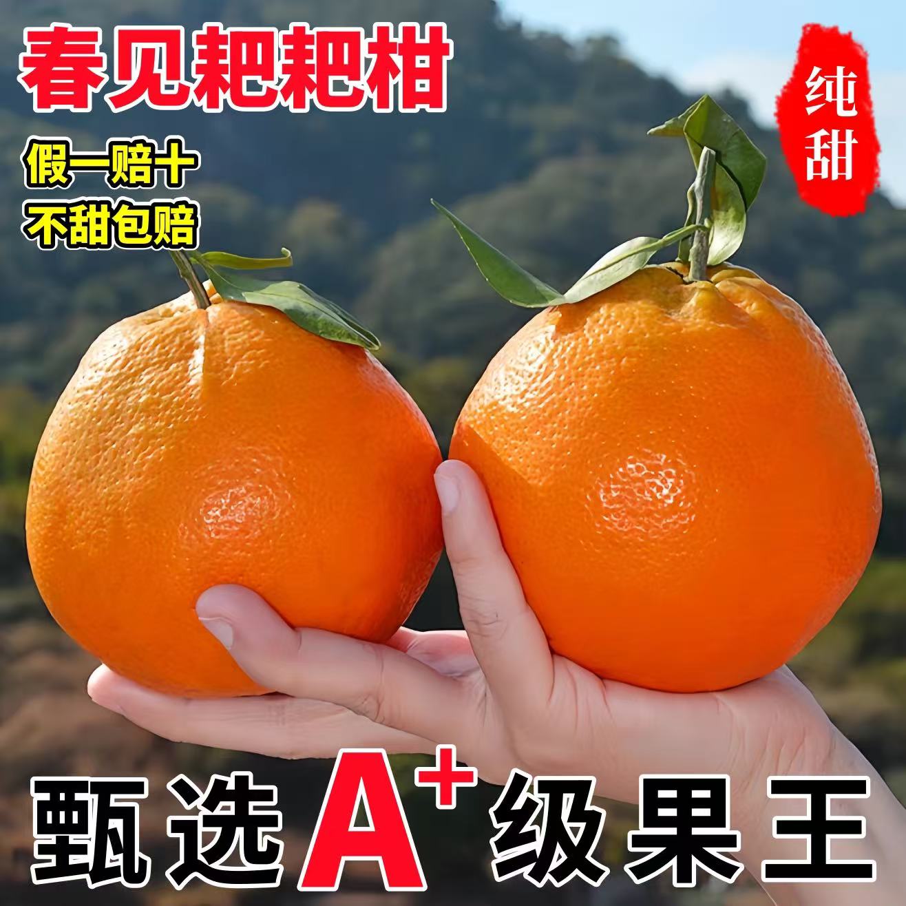 正宗四川春见耙耙柑3/5/8斤粑粑柑橘子新鲜水果当季丑桔八怪特甜