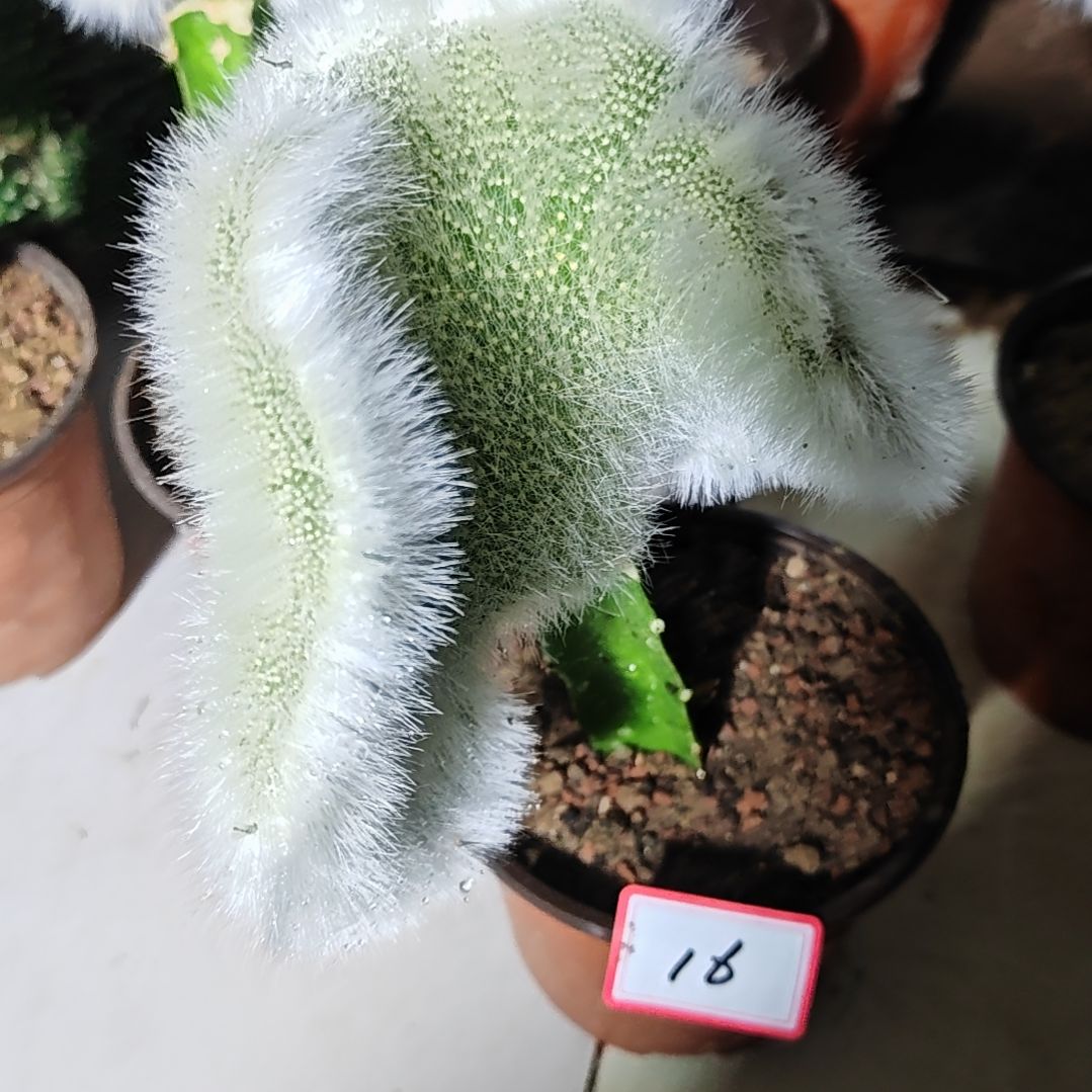 九尾狐缀化头不包损包邮16福